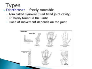  Diarthroses – freely movable
◦ Also called synovial (fluid filled joint cavity)
◦ Primarily found in the limbs
◦ Plane of movement depends on the joint
 