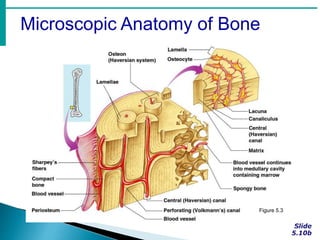 Microscopic Anatomy of Bone
Figure 5.3
 