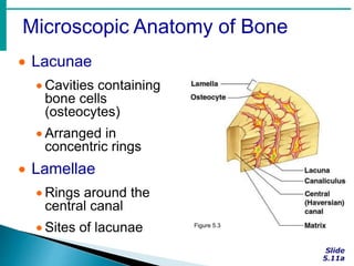 Microscopic Anatomy of Bone
 Lacunae
 Cavities containing
bone cells
(osteocytes)
 Arranged in
concentric rings
 Lamellae
 Rings around the
central canal
 Sites of lacunae Figure 5.3
 
