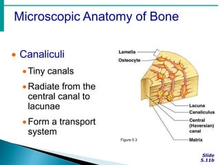 Microscopic Anatomy of Bone
 Canaliculi
Tiny canals
Radiate from the
central canal to
lacunae
Form a transport
system
Figure 5.3
 