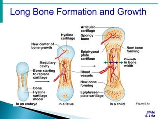 Long Bone Formation and Growth
Figure 5.4a
 