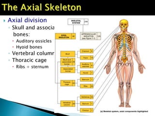  Axial division
◦ Skull and associated
bones:
 Auditory ossicles
 Hyoid bones
◦ Vertebral column
◦ Thoracic cage
 Ribs + sternum
 