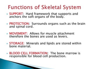  SUPPORT: Hard framework that supports and
anchors the soft organs of the body.
 PROTECTION: Surrounds organs such as the brain
and spinal cord.
 MOVEMENT: Allows for muscle attachment
therefore the bones are used as levers.
 STORAGE: Minerals and lipids are stored within
bone material.
 BLOOD CELL FORMATION: The bone marrow is
responsible for blood cell production.
 