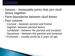  Sutures – Immovable joints that join skull
bones together
 Form boundaries between skull bones
 Four sutures:
◦ Coronal – between parietal and frontal
◦ Sagittal– between parietal bones
◦ Lambdoid – between the parietal and occipital
◦ Squamous – between the parietal and temporal
Fontanels – usually ossify by 2 years of age
 