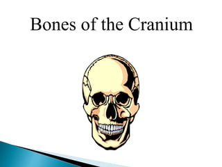 Bones of the Cranium
 