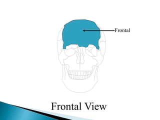 Frontal
Frontal View
 