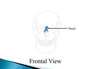 Nasal
Frontal View
 