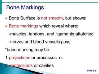 Bone Markings
 Bone Surface is not smooth, but shows:
 Bone markings which reveal where:
-muscles, tendons, and ligaments attatched
-nerves and blood vessels pass
*bone marking may be:
1-projections or processes or
2-depressions or cavities
 