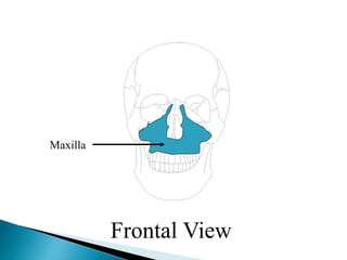 Maxilla
Frontal View
 