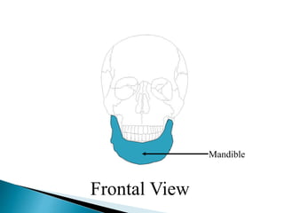 Mandible
Frontal View
 
