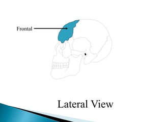 Frontal
Lateral View
 