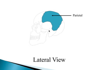 Parietal
Lateral View
 