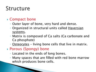  Compact bone
◦ Outer layer of bone, very hard and dense.
◦ Organized in structural units called Haversian
systems.
◦ Matrix is composed of Ca salts (Ca carbonate and
Ca phosphate)
◦ Osteocytes – living bone cells that live in matrix.
 Porous (Spongy) bone
◦ Located in the ends of long bones.
◦ Many spaces that are filled with red bone marrow
which produces bone cells.
 