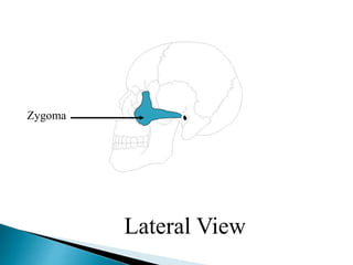 Zygoma
Lateral View
 