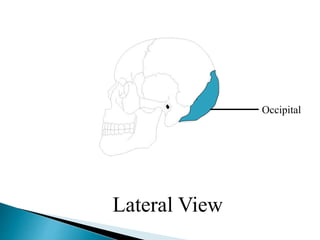 Occipital
Lateral View
 