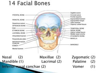Nasal (2) Maxillae (2) Zygomatic (2)
Mandible (1) Lacrimal (2) Palatine (2)
Inferior nasal conchae (2) Vomer (1)
 