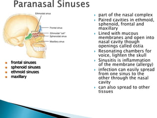  part of the nasal complex
 Paired cavities in ethmoid,
sphenoid, frontal and
maxillary
 Lined with mucous
membranes and open into
nasal cavity though
openings called ostia
 Resonating chambers for
voice, lighten the skull
 Sinusitis is inflammation
of the membrane (allergy)
 infection can easily spread
from one sinus to the
other through the nasal
cavity
 can also spread to other
tissues
 frontal sinuses
 sphenoid sinuses
 ethmoid sinuses
 maxillary
 
