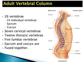  26 vertebrae
◦ 24 individual vertebrae
◦ Sacrum
◦ Coccyx
 Seven cervical vertebrae
 Twelve thoracic vertebrae
 Five lumbar vertebrae
 Sacrum and coccyx are
 Fused together.
 