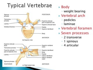 Body
◦ weight bearing
 Vertebral arch
◦ pedicles
◦ laminae
 Vertebral foramen
 Seven processes
◦ 2 transverse
◦ 1 spinous
◦ 4 articular
 