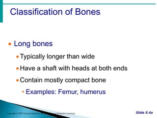 Classification of Bones
Copyright © 2003 Pearson Education, Inc. publishing as Benjamin Cummings
 Long bones
Typically longer than wide
Have a shaft with heads at both ends
Contain mostly compact bone
• Examples: Femur, humerus
 
