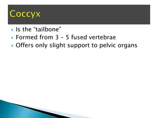  Is the “tailbone”
 Formed from 3 – 5 fused vertebrae
 Offers only slight support to pelvic organs
 