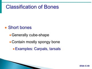 Classification of Bones
 Short bones
Generally cube-shape
Contain mostly spongy bone
Examples: Carpals, tarsals
 