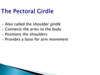  Also called the shoulder girdle
 Connects the arms to the body
 Positions the shoulders
 Provides a base for arm movement
 