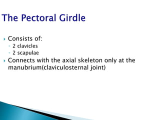  Consists of:
◦ 2 clavicles
◦ 2 scapulae
 Connects with the axial skeleton only at the
manubrium(claviculosternal joint)
 