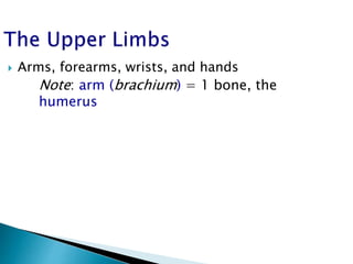  Arms, forearms, wrists, and hands
Note: arm (brachium) = 1 bone, the
humerus
 