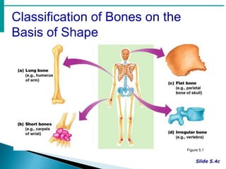 Classification of Bones on the
Basis of Shape
Figure 5.1
 