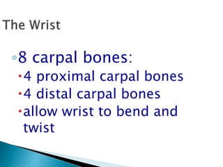 ◦8 carpal bones:
4 proximal carpal bones
4 distal carpal bones
allow wrist to bend and
twist
 
