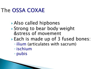  Also called hipbones
 Strong to bear body weight
&stress of movement
 Each is made up of 3 fused bones:
◦ ilium (articulates with sacrum)
◦ ischium
◦ pubis
 