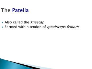  Also called the kneecap
 Formed within tendon of quadriceps femoris
 