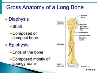 Gross Anatomy of a Long Bone
 Diaphysis
Shaft
Composed of
compact bone
 Epiphysis
Ends of the bone
Composed mostly of
spongy bone
Figure 5.2a
 