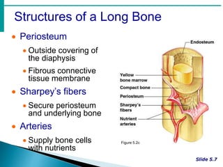 Structures of a Long Bone
 Periosteum
 Outside covering of
the diaphysis
 Fibrous connective
tissue membrane
 Sharpey’s fibers
 Secure periosteum
and underlying bone
 Arteries
 Supply bone cells
with nutrients
Figure 5.2c
 