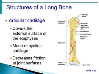 Structures of a Long Bone
 Articular cartilage
Covers the
external surface of
the epiphyses
Made of hyaline
cartilage
Decreases friction
at joint surfaces Figure 5.2a
 