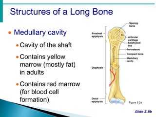 Structures of a Long Bone
 Medullary cavity
Cavity of the shaft
Contains yellow
marrow (mostly fat)
in adults
Contains red marrow
(for blood cell
formation) Figure 5.2a
 