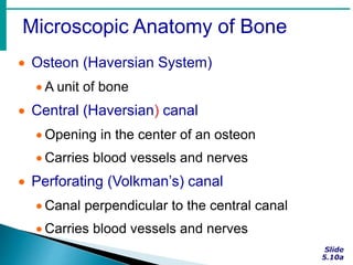 Microscopic Anatomy of Bone
 Osteon (Haversian System)
 A unit of bone
 Central (Haversian) canal
 Opening in the center of an osteon
 Carries blood vessels and nerves
 Perforating (Volkman’s) canal
 Canal perpendicular to the central canal
 Carries blood vessels and nerves
 