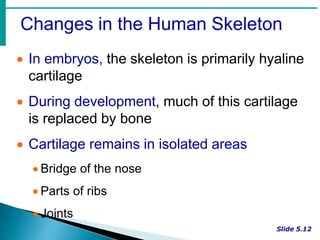 Changes in the Human Skeleton
 In embryos, the skeleton is primarily hyaline
cartilage
 During development, much of this cartilage
is replaced by bone
 Cartilage remains in isolated areas
 Bridge of the nose
 Parts of ribs
 Joints
 