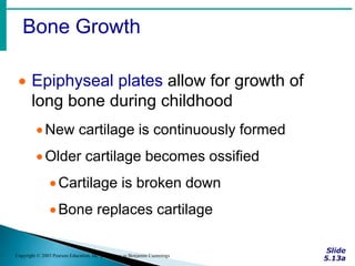Bone Growth
Copyright © 2003 Pearson Education, Inc. publishing as Benjamin Cummings
 Epiphyseal plates allow for growth of
long bone during childhood
New cartilage is continuously formed
Older cartilage becomes ossified
Cartilage is broken down
Bone replaces cartilage
 