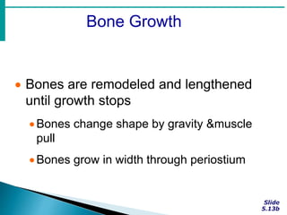 Bone Growth
 Bones are remodeled and lengthened
until growth stops
Bones change shape by gravity &muscle
pull
Bones grow in width through periostium
 