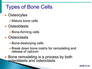 Types of Bone Cells
 Osteocytes
 Mature bone cells
 Osteoblasts
 Bone-forming cells
 Osteoclasts
 Bone-destroying cells
 Break down bone matrix for remodeling and
release of calcium
 Bone remodeling is a process by both
osteoblasts and osteoclasts
 
