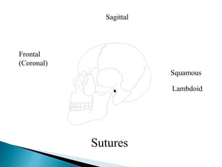 Frontal
(Coronal)
Sagittal
Squamous
Lambdoid
Sutures
 