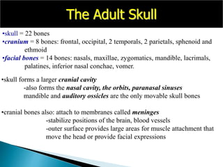 •skull = 22 bones
•cranium = 8 bones: frontal, occipital, 2 temporals, 2 parietals, sphenoid and
ethmoid
•facial bones = 14 bones: nasals, maxillae, zygomatics, mandible, lacrimals,
palatines, inferior nasal conchae, vomer.
•skull forms a larger cranial cavity
-also forms the nasal cavity, the orbits, paranasal sinuses
mandible and auditory ossicles are the only movable skull bones
•cranial bones also: attach to membranes called meninges
-stabilize positions of the brain, blood vessels
-outer surface provides large areas for muscle attachment that
move the head or provide facial expressions
The Adult Skull
 