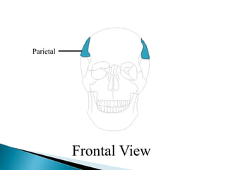 Parietal
Frontal View
 