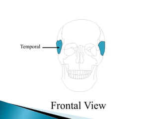 Temporal
Frontal View
 