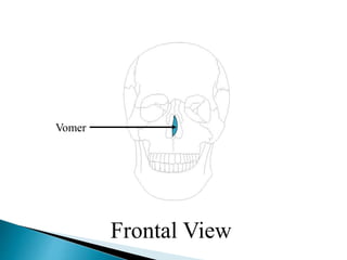 Vomer
Frontal View
 
