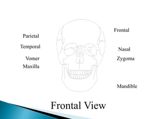 Frontal
Parietal
Temporal
Zygoma
Nasal
Vomer
Maxilla
Mandible
Frontal View
 