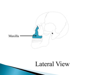 Maxilla
Lateral View
 