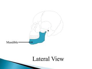 Mandible
Lateral View
 